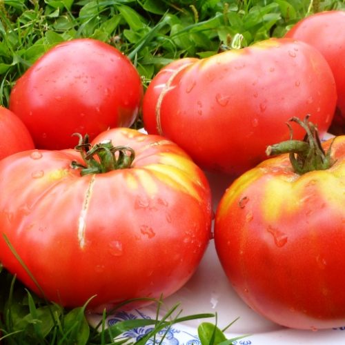 pomidory-sandul-moldovan-sandul-moldavskie