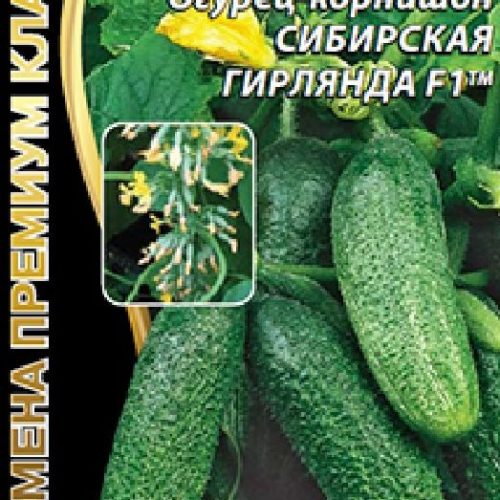 ogurec-sibirskaya-girlyanda-f1