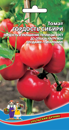 tomat-gordost-sibiri