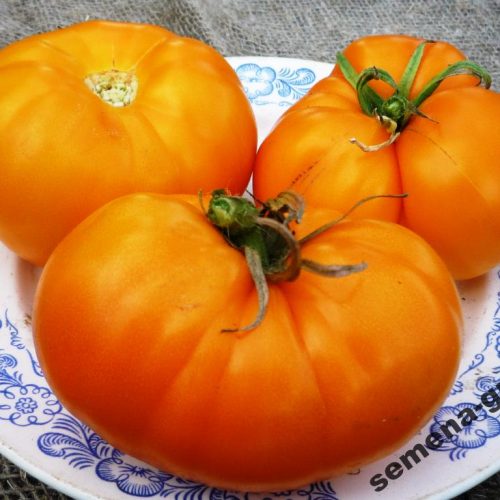 tomat-big-orange