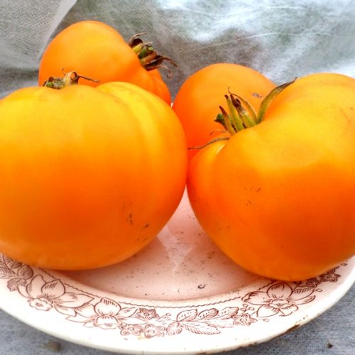 tomat-german-orange-strawberry-klubnika-oranzhevaya2