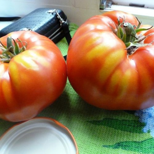 tomat-gigantesque-gigantisika