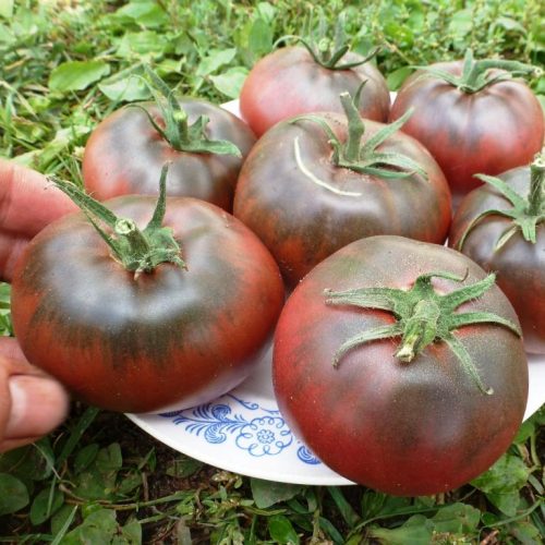 tomat-tulskiy-chyornyy-black-from-tula