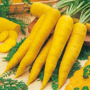 Морковь желтая Lobbericher