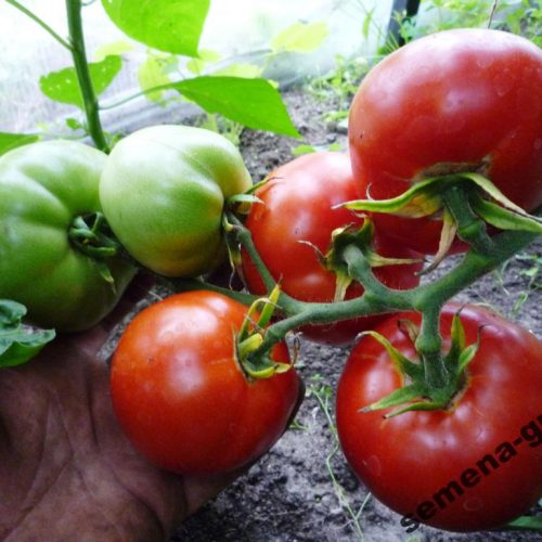 afonskie-pomidory-greek-domata2