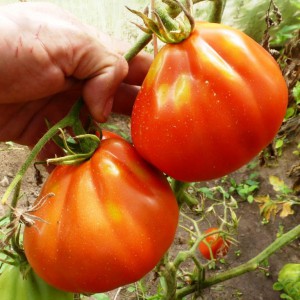 pomidory-cuore-di-bue-serdce-byka2