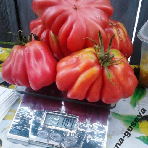 pomidory-tlacolula-ribbed2