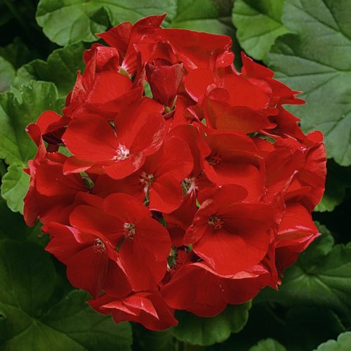 Пеларгония зональная (Pelargonium hortorum F1) Ringo 2000 Deep Scarlet