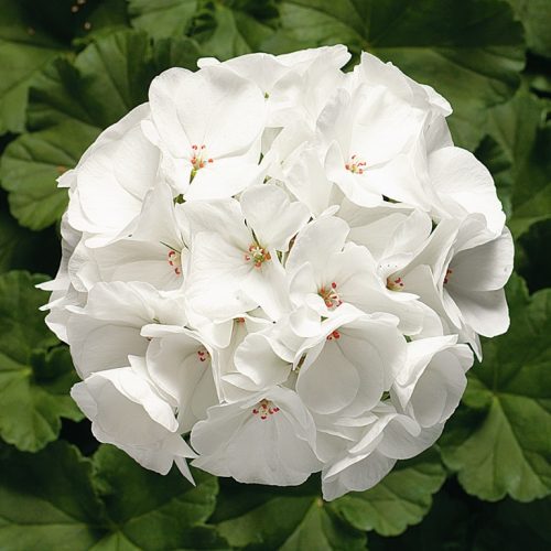 Пеларгония зональная (Pelargonium hortorum F1) Ringo 2000 White