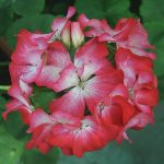 Пеларгония зональная (Pelargonium hortorum F1) Ringo 2000 Scarlet Star