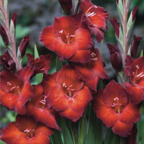 gladiolus-azurro
