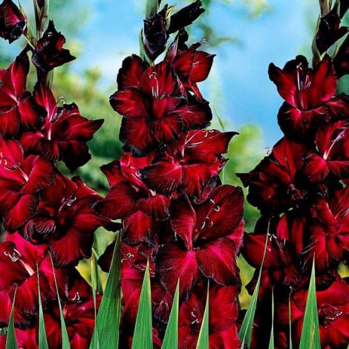 gladiolus-blyek-dzhek