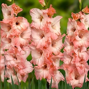 gladiolus-dolche-vita