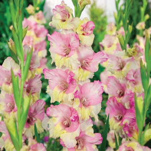 gladiolus-mon-amur