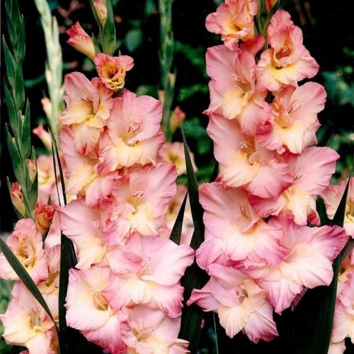 gladiolus-pink-soledo