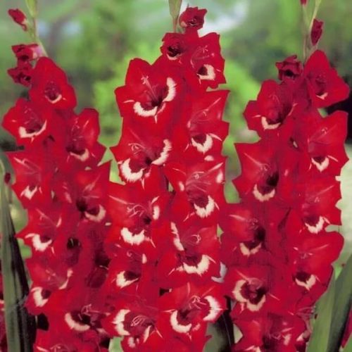 gladiolus-spakler
