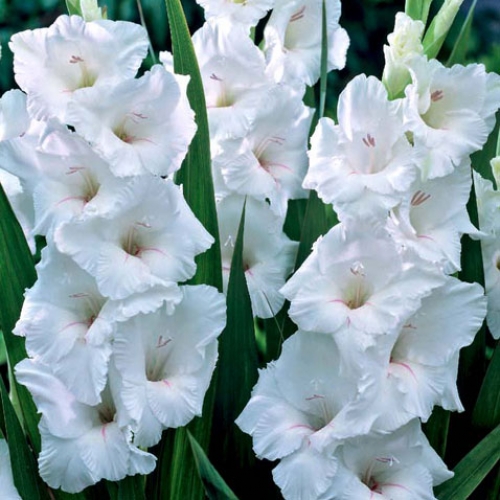 gladiolus-uayt-prosperiti