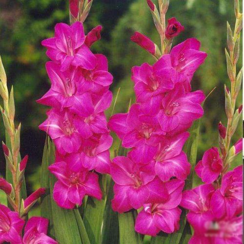 gladiolus-violet-mun