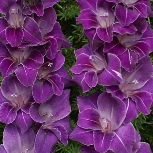 gladiolus-violetta