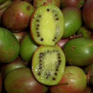 aktinidiya-arguta-veyki