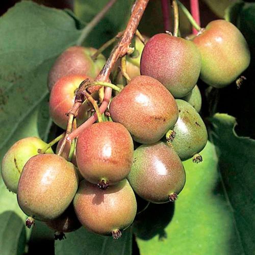 aktinidiya-arguta-zheneva-zhenskiy