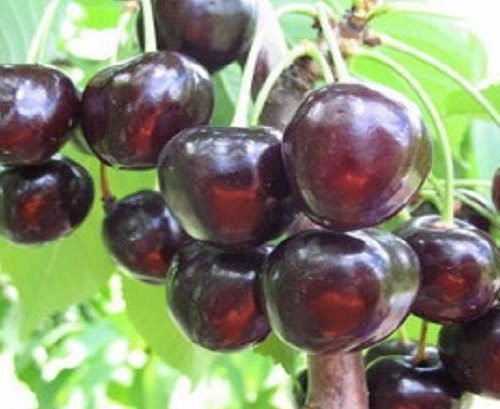 chereshnya-leningradskaya-chernaya