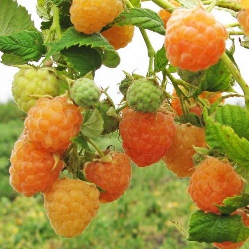 malina-remontantnye-sorta-abrikosov