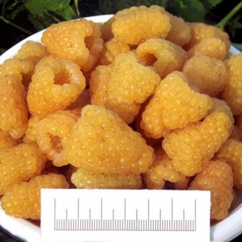 malina-remontantnye-sorta-zolotaya-os