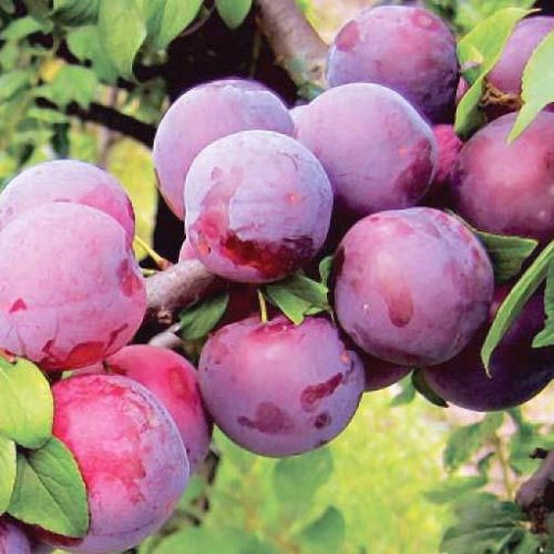 sliva-russkaya-alycha-puteshestvennica