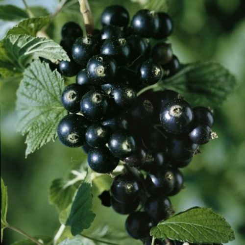 smorodina-chernaya-perspektivnye-sort