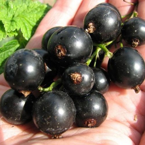 smorodina-chernaya-tradicionnye-sorta