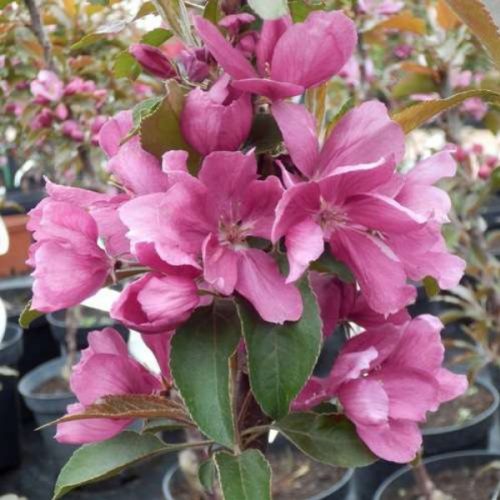 yablonya-granatovyy-braslet