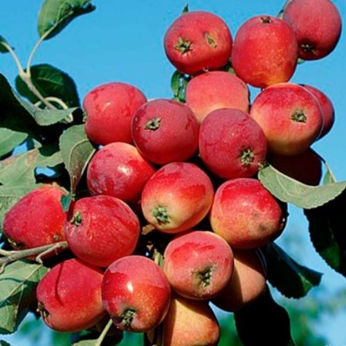 yablonya-kolonnovidnaya-kitayka-krasna