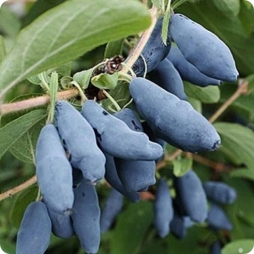 zhimolost-sedobnaya-bakcharska2