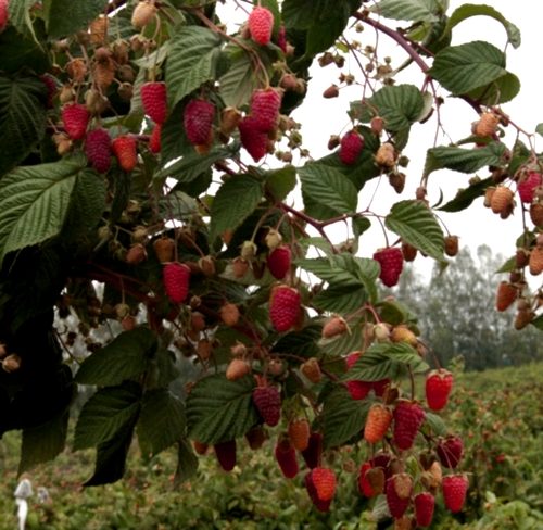 Малиновое дерево Таруса