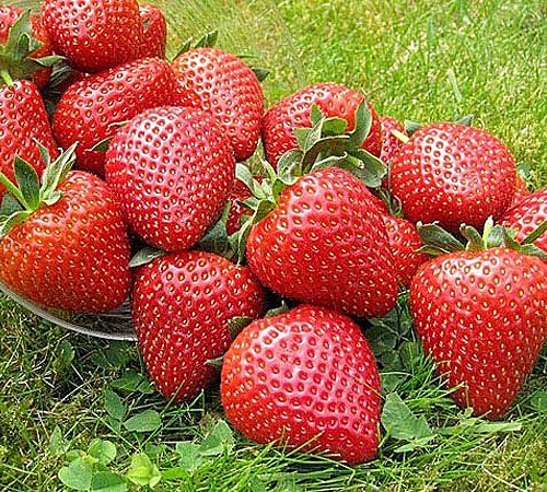 Вайбрант