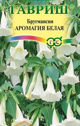 brugmansiya-aromagiya-belaya
