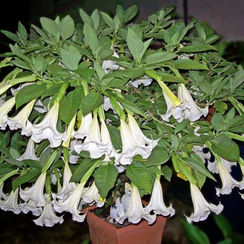 brugmansiya-aromagiya-belaya2