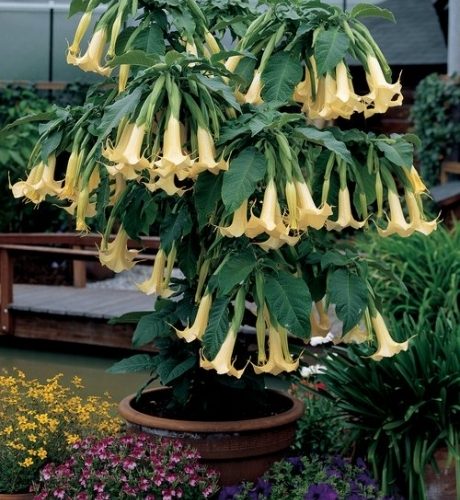 brugmansiya-aromagiya-zheltaya2