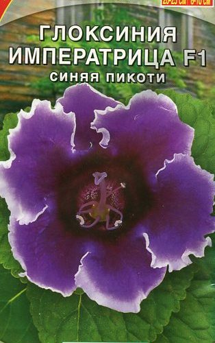 gloksiniya-imperatrica-sinyaya-pikoti-5sh