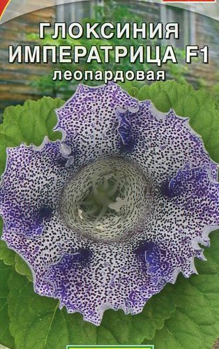 gloksiniya-imperatrica-leopardovaya-5sh
