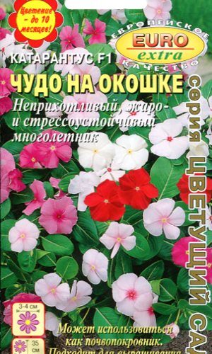 katarantus-chudo-na-okoshke-ayelita