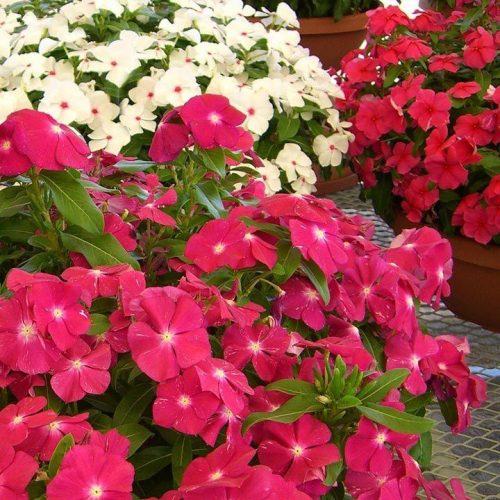 katarantus-chudo-na-okoshke-ayelita2