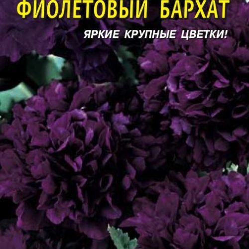 mak-pionocvetnyy-fioletovyy-barkhat