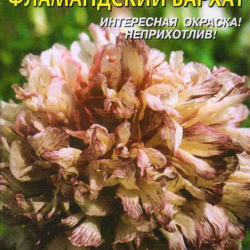 mak-pionocvetnyy-flamandskiy-barkhat