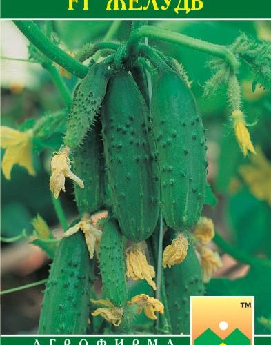 ogurec-zhelud-12sht-manul