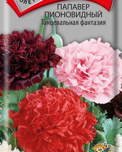 papaver-pionovidnyy-tancevalnaya-fa