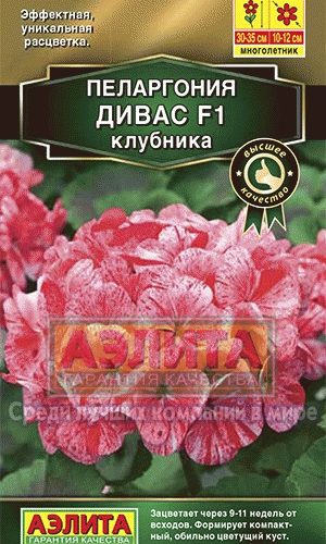 pelargoniya-divas-klubnika-ayelita