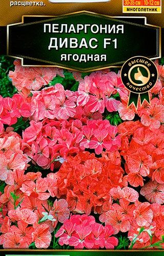 pelargoniya-divas-yagodnaya-smes