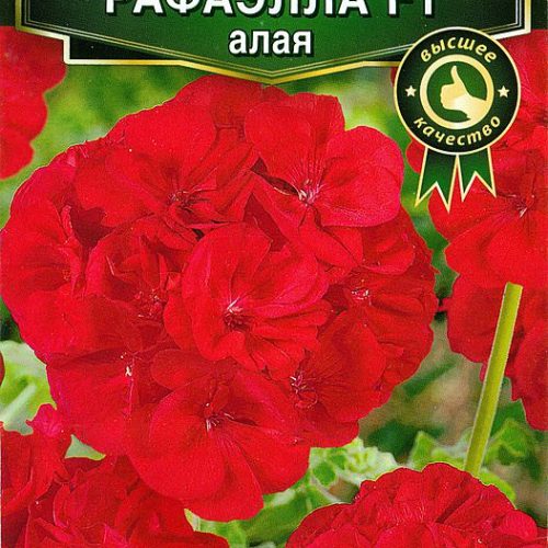 pelargoniya-rafayella-f1-alaya-ayelita
